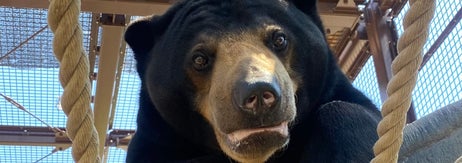 マレーグマのウメキチ / 周南市徳山動物園（@TOKUYAMA_ZOO）のXより