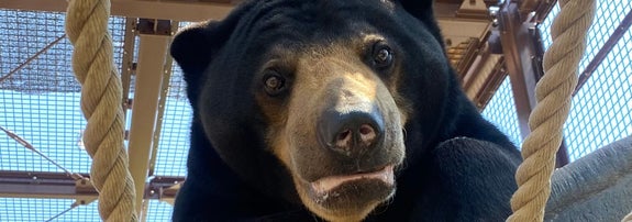 マレーグマのウメキチ / 周南市徳山動物園（@TOKUYAMA_ZOO）のXより