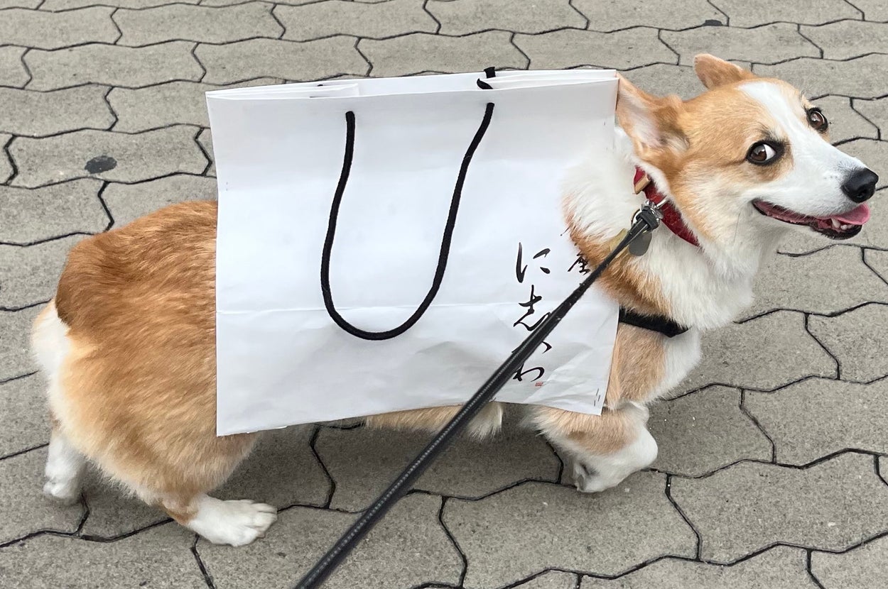 『銀座に志かわ』の紙袋を身に着けた閣下（閣下と下僕のXアカウントより）