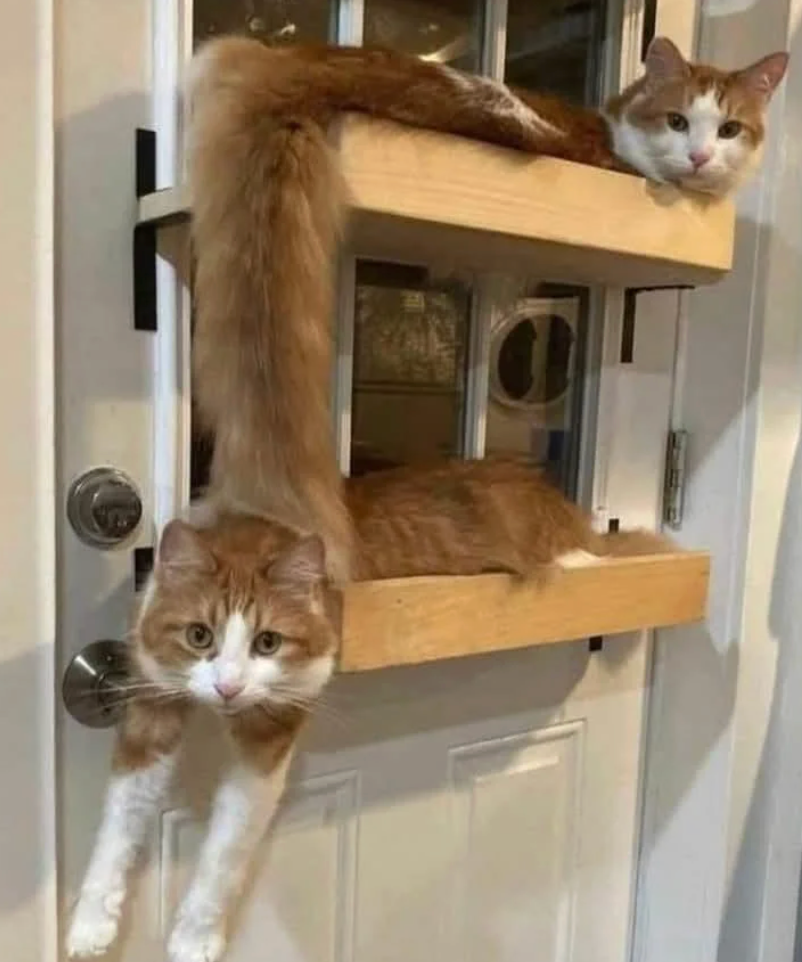 Two cats relaxing connected  woody  shelves shaped similar  stairs, 1  peeking implicit    and the different   stretching its assemblage  downwards