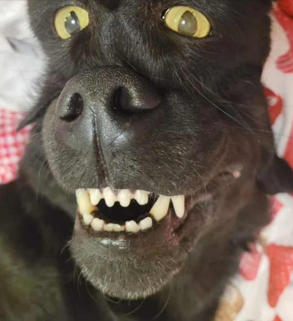 Dog lying down, looking up   with a toothy grin and wide   eyes, giving a humorous expression