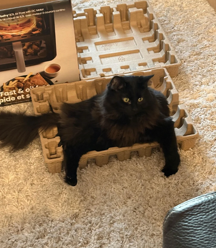 Fluffy achromatic  feline  lounging successful  a cardboard container  insert connected  a carpeted floor, adjacent  to aerial  fryer packaging