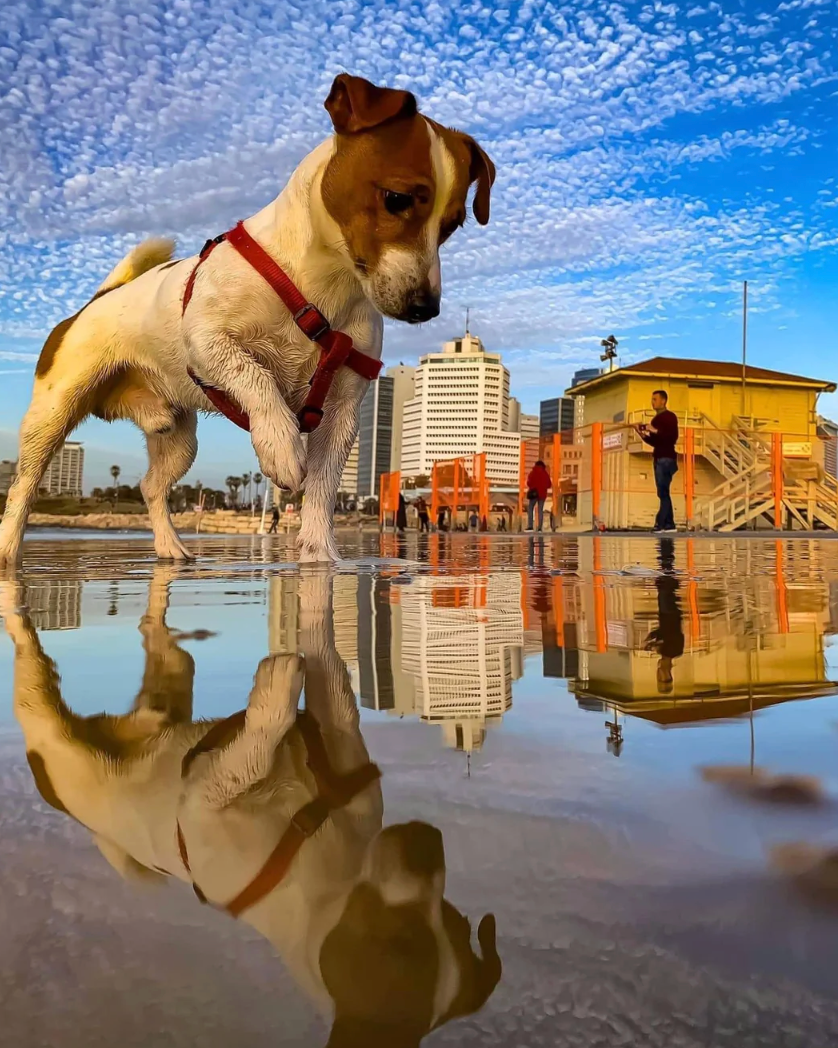 A canine  wearing a harness stands connected  a beach, looking astatine  its reflection   successful  a puddle