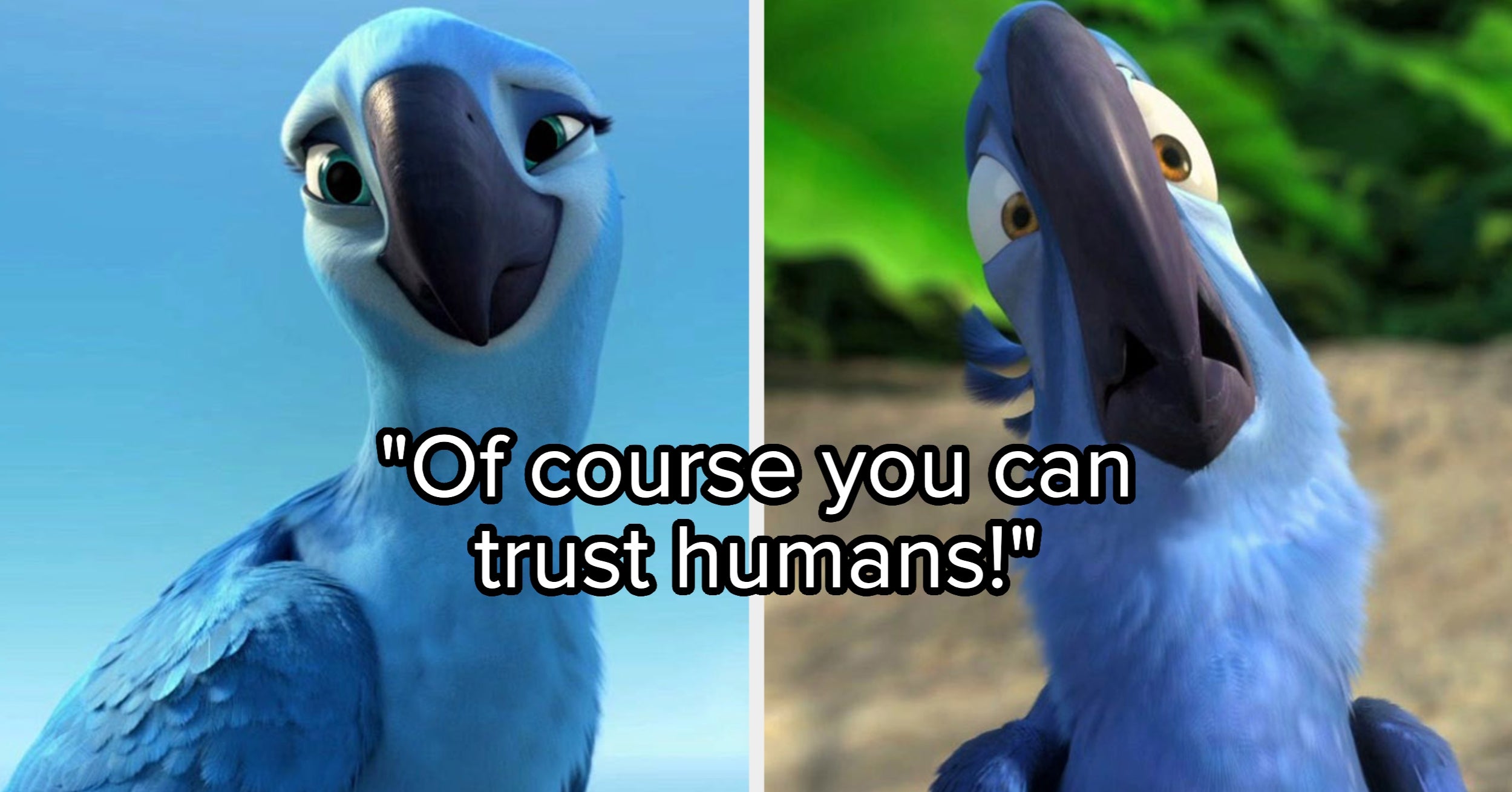 If You Can Match These Quotes To Blu Or Jewel From "Rio," Your Bird Brain Is Working Overtime