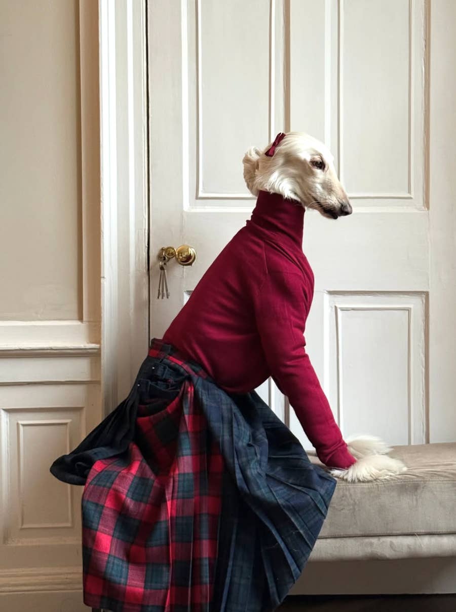 dressed up like a dog's dinner Idiom: done up / dressed up like a dog's dinner