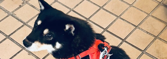 玄関で飼い主さんを見上げるワンちゃん / べちかさんのXアカウント（@10chf）より