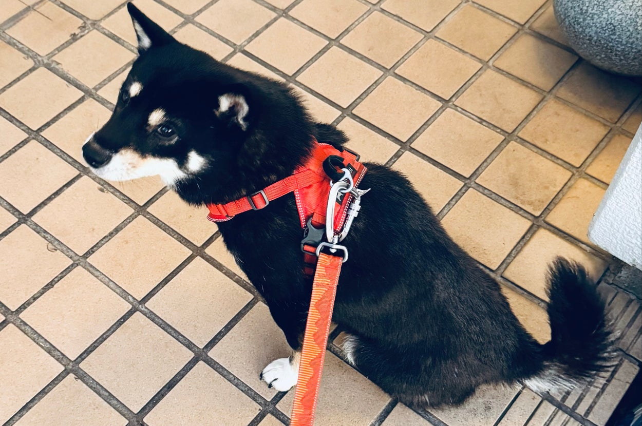 玄関で飼い主さんを見上げるワンちゃん / べちかさんのXアカウント（@10chf）より