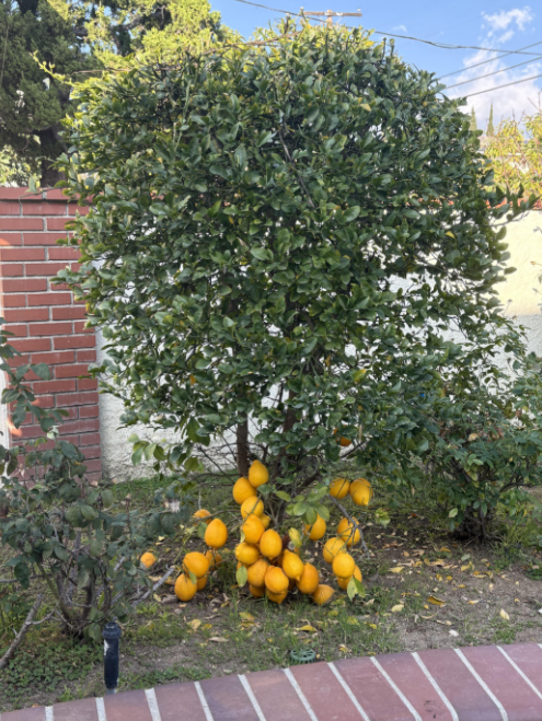 A tiny histrion with dense greenish foliage and an abundance of circular effect hanging from its branches, increasing by a ceramic wall