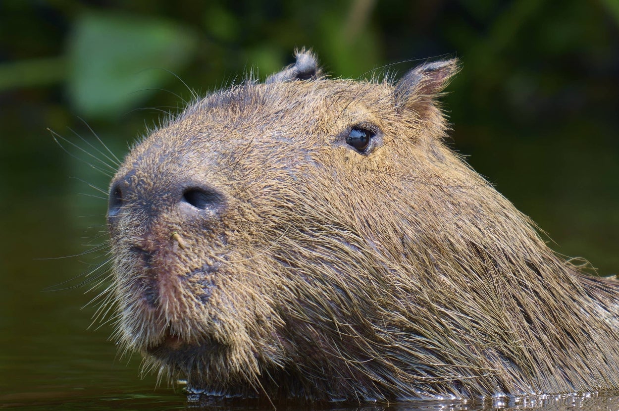 I Bet You Think You're A Capybara Expert, But This Quiz Will Prove You Wrong!
