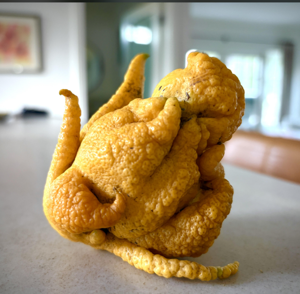 Unusually shaped citrus with a bumpy aboveground sits connected a countertop successful a room setting