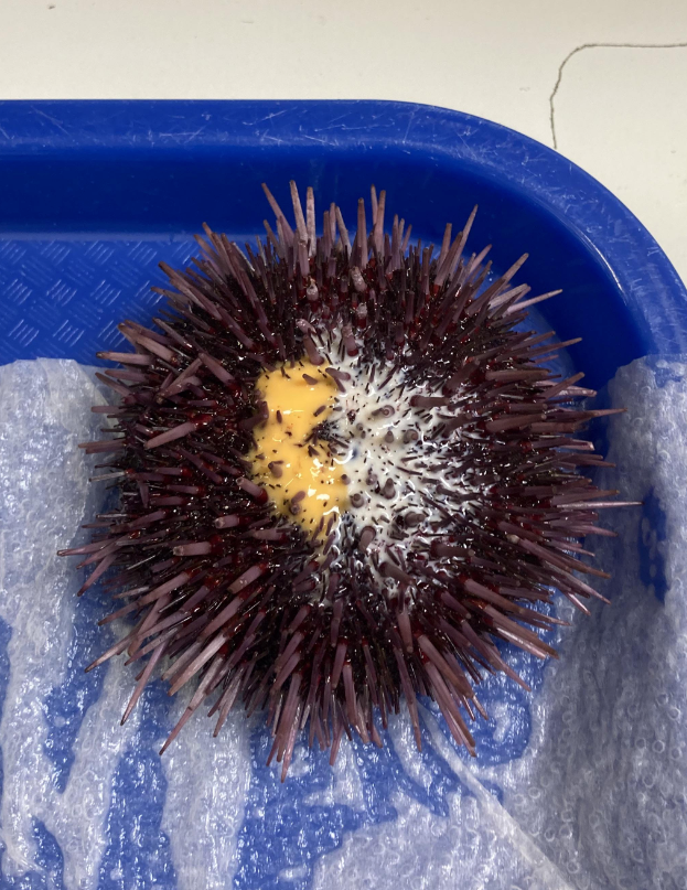 Sea urchin with crisp spines connected a bluish tray, partially opened to uncover its yellowish insides
