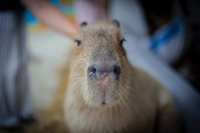 Test Your Capybara Knowledge With This Fun Quiz