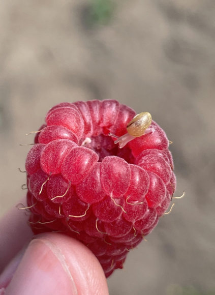 A tiny snail sits wrong a ripe raspberry held by a person's fingers