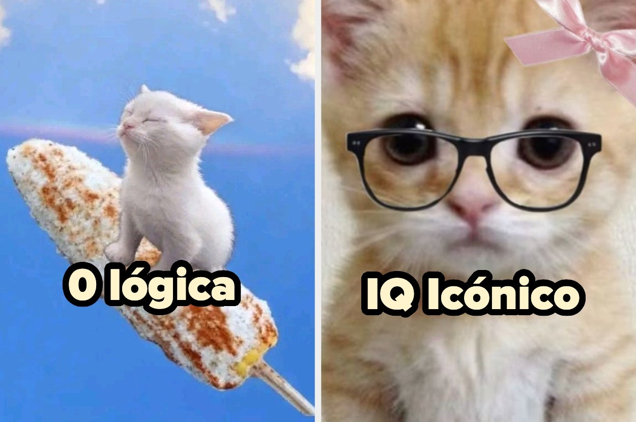 Montaje humorístico: un gato sobre un elote con texto "O lógica"; un gatito con gafas y moño con texto "IQ Icónico"