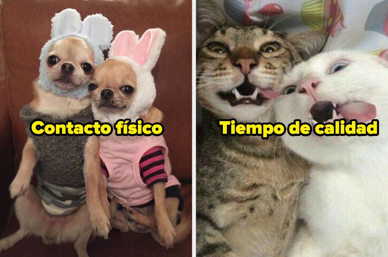 Dos imágenes humorísticas de mascotas: a la izquierda, dos perros disfrazados de conejos; a la derecha, dos gatos haciendo muecas. Texto: "Contacto físico" y "Tiempo de calidad"