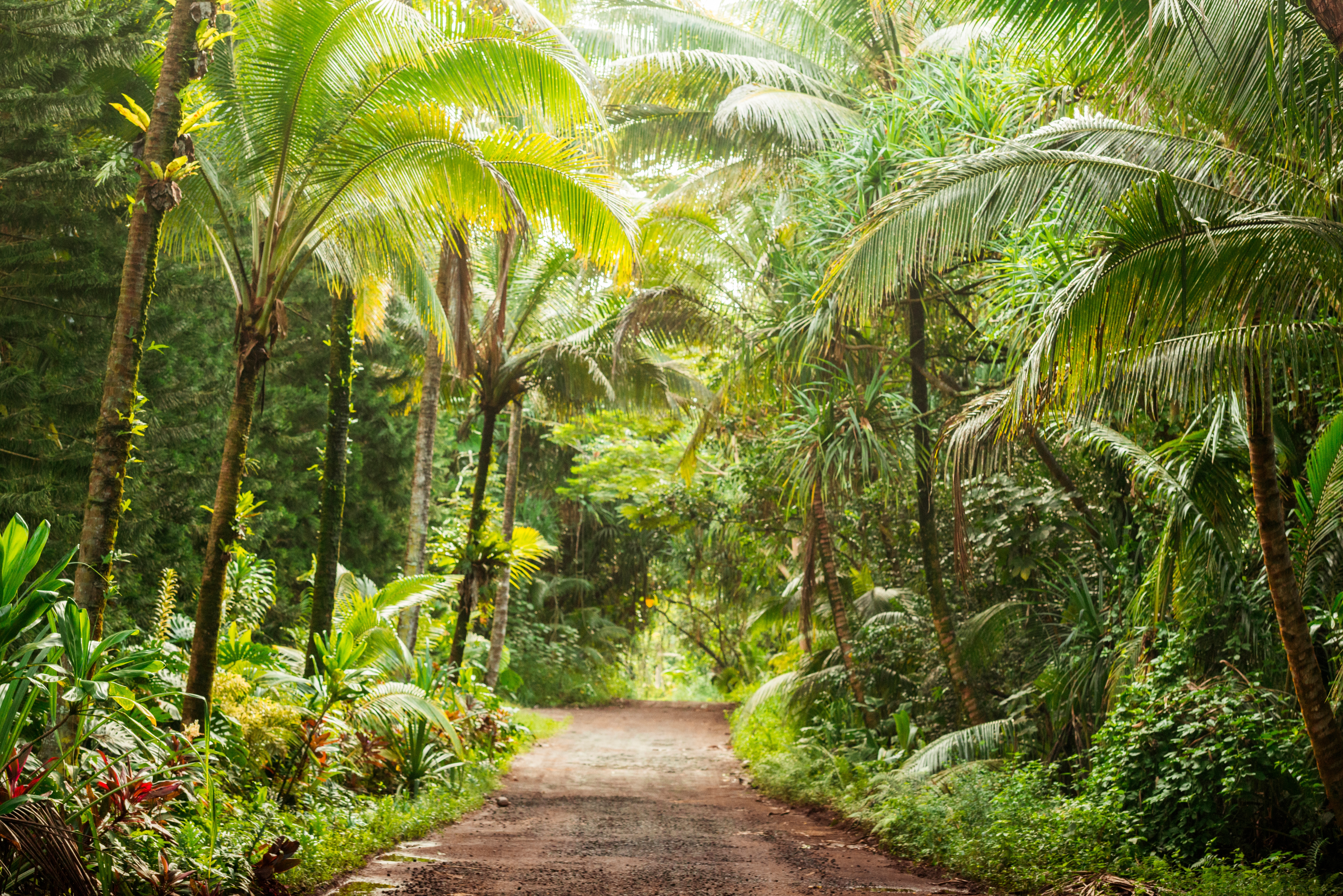 Tropical wood way lined with gangly thenar trees