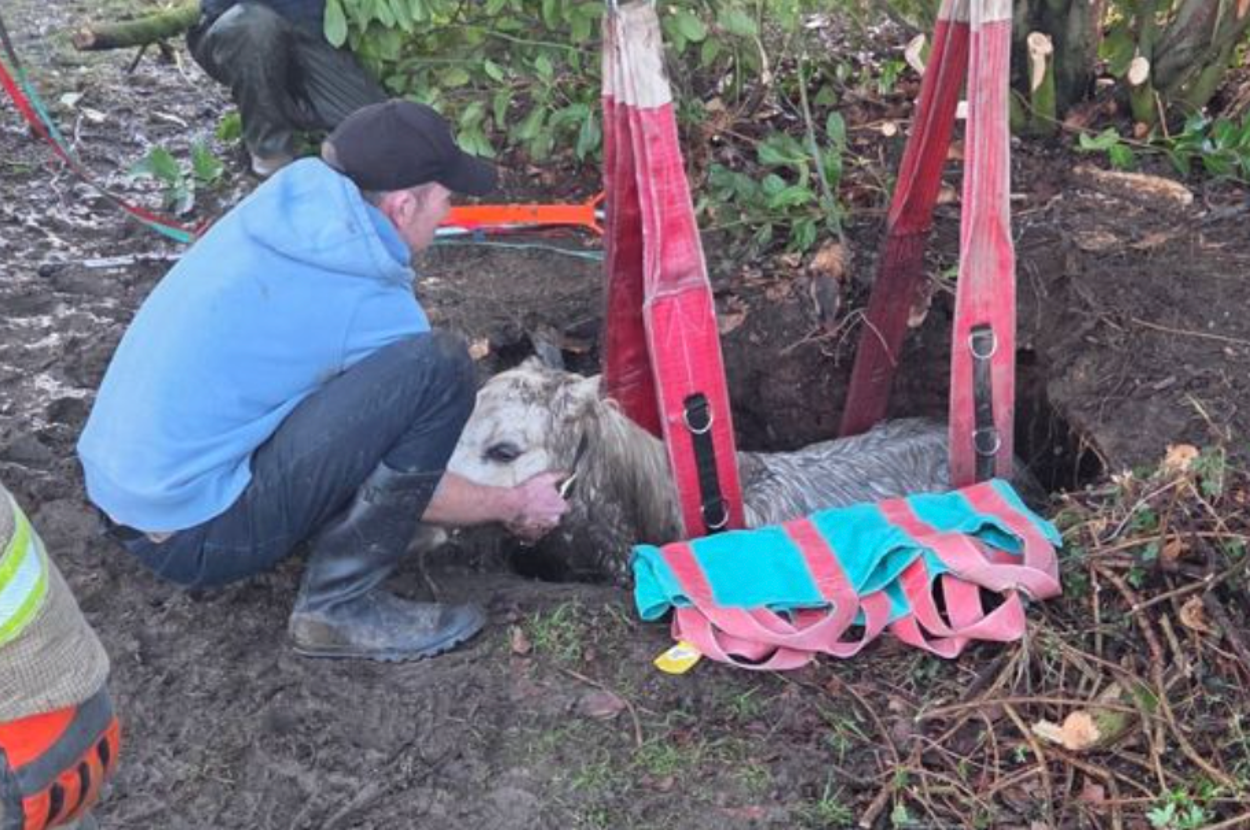 消防士と作業員たちが、罠にかかった動物を慎重にハーネスで救出しています。