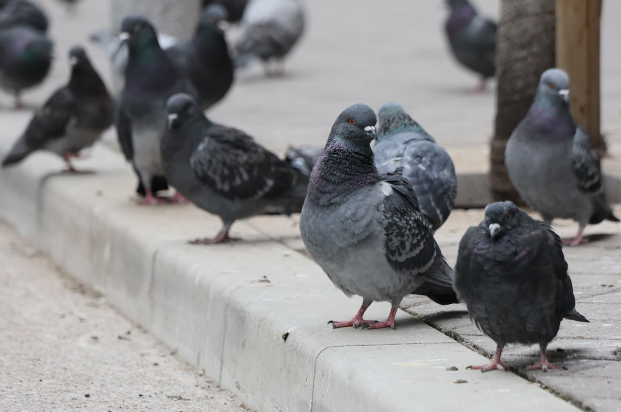 ハトの群れ