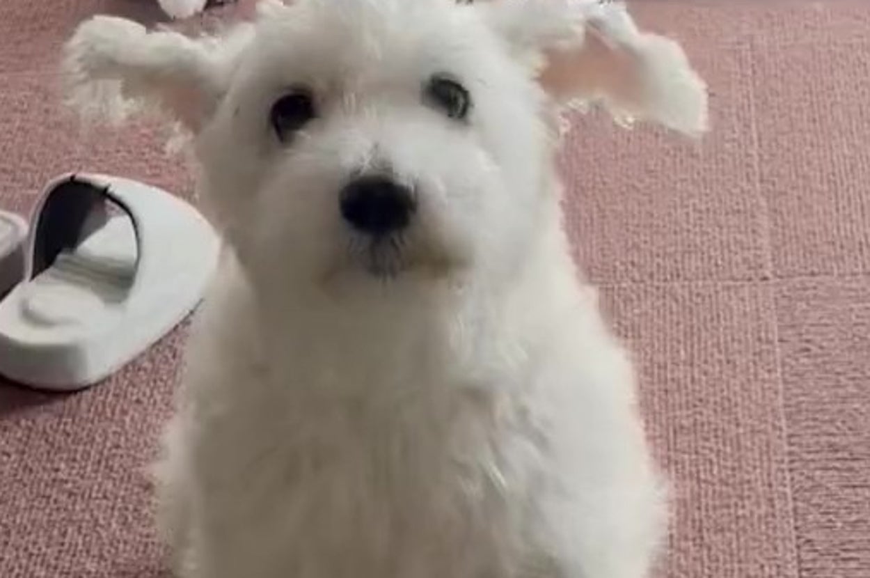 飼い主さんを見つめるルーちゃん（白シュナRuと黒猫Ninjaの暮らしさんのXアカウントより）