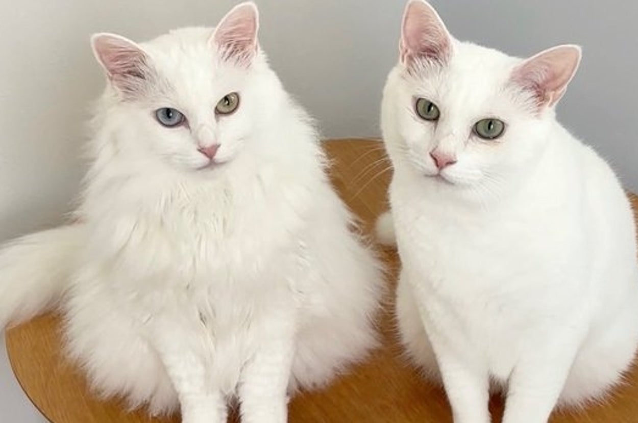 くうちゃん（左）とねるくん（右）／飼い主さんのX（@_ku_nel_）より