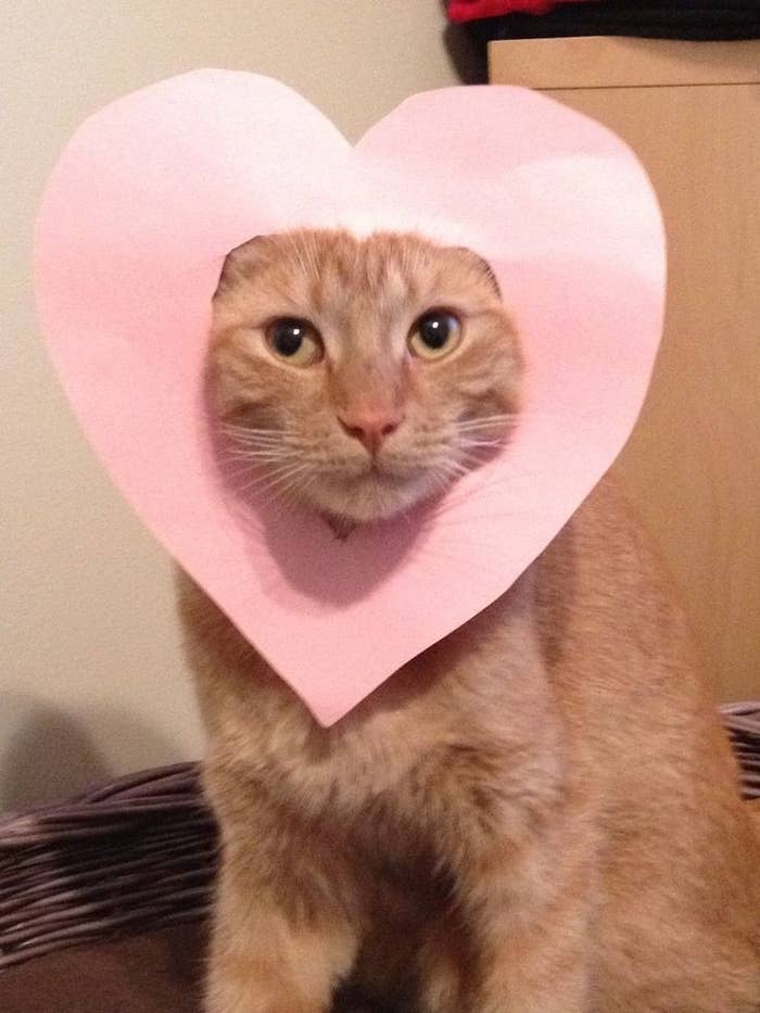 Gato con un recorte de papel en forma de corazón alrededor de su cabeza, mirándose curiosamente