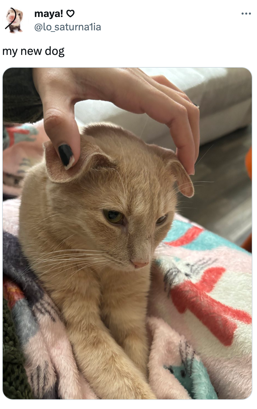 Orang yang duduk dengan anjing santai di pangkuannya, mengelus telinganya dengan lembut