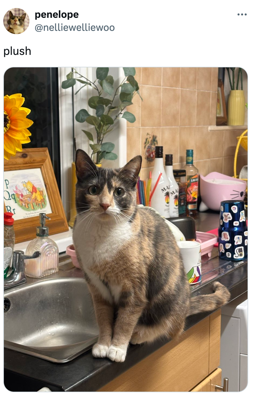 Kucing duduk di meja dapur dekat wastafel, dikelilingi berbagai perlengkapan dapur seperti bunga matahari, botol, dan cangkir bertema kucing