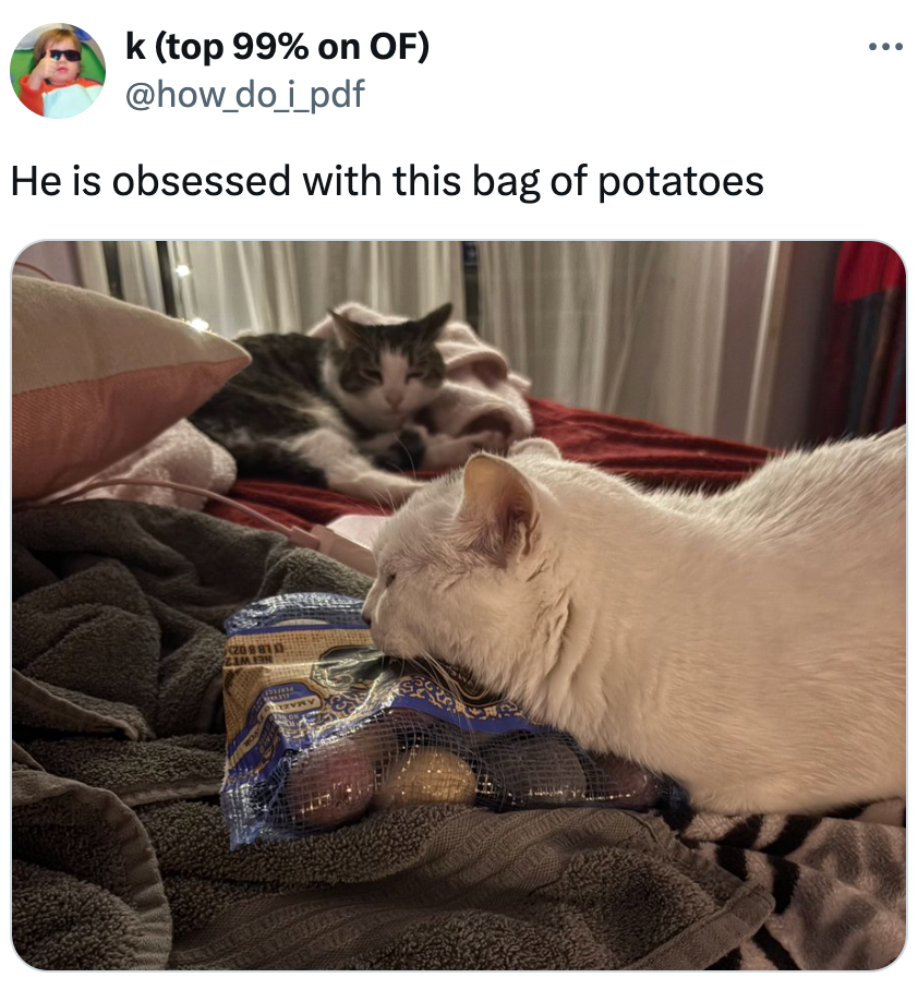 Dua kucing di tempat tidur; seseorang sedang menyandarkan kepalanya di atas sekantong kentang