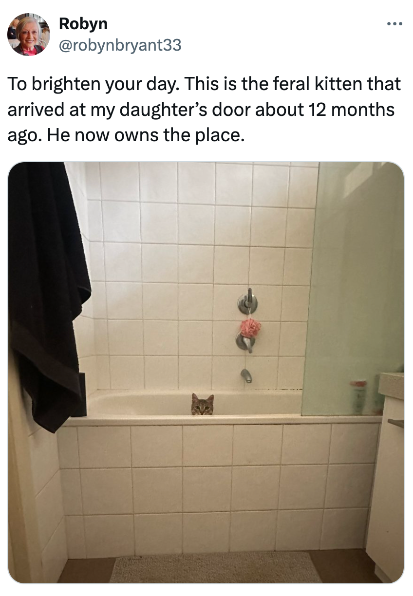 Anak kucing mengintip dengan menggemaskan dari dalam bak mandi putih di kamar mandi keramik, seperti yang dijelaskan dalam tweet di atas