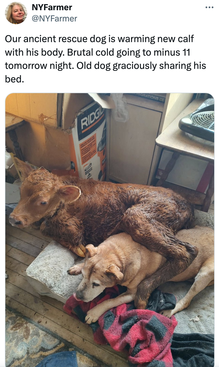 Seekor anjing dan anak sapi berpelukan di tempat tidur di dalam ruangan. Teks tersebut menggambarkan anjing yang menghangatkan anak sapi saat cuaca dingin