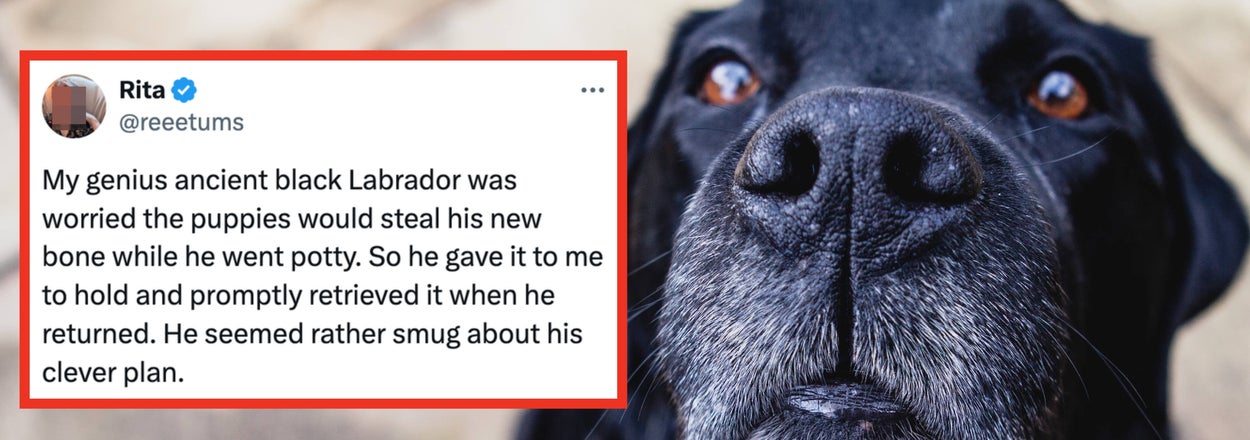 Just 19 Wholesome Posts From The Internet This Week That I Guarantee Will Improve Your Mood By 99.999%