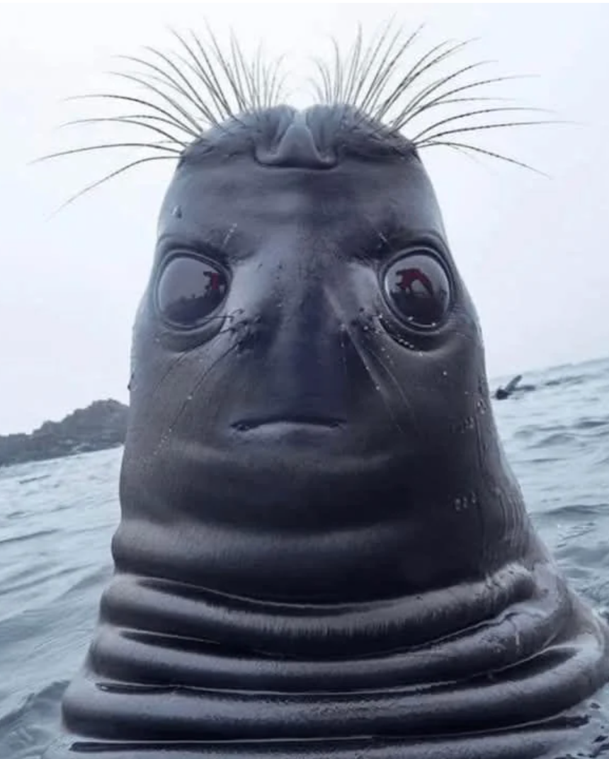 Seal with wide eyes and whiskers visible, peeking retired of water h2o with funny expression