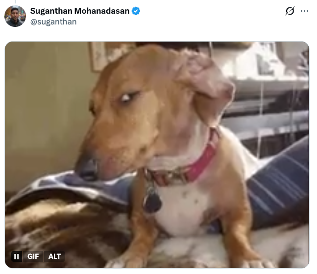 Dog giving a side-eye look  portion    lying down   indoors, wearing a collar