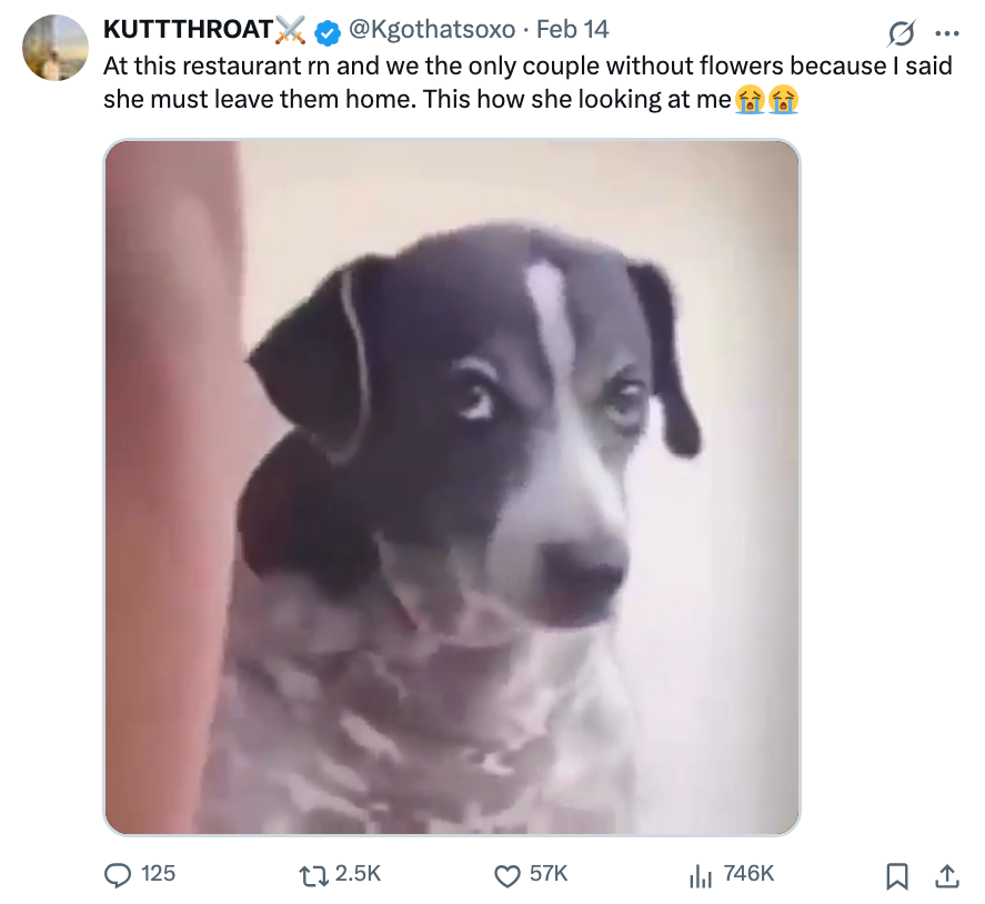 A canine  with a skeptical look  looks up