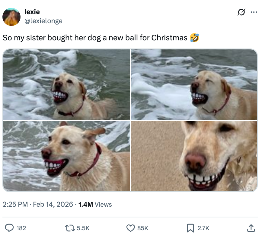 Dog plays with shot  that looks similar  quality  teeth astatine  the beach, causing a humorous effect