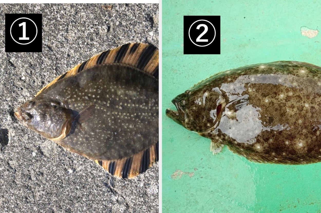 2匹の茶色い魚。どちらかがヒラメで、もう片方はカレイの仲間 / 農林水産省のXアカウント（@MAFF_JAPAN）より