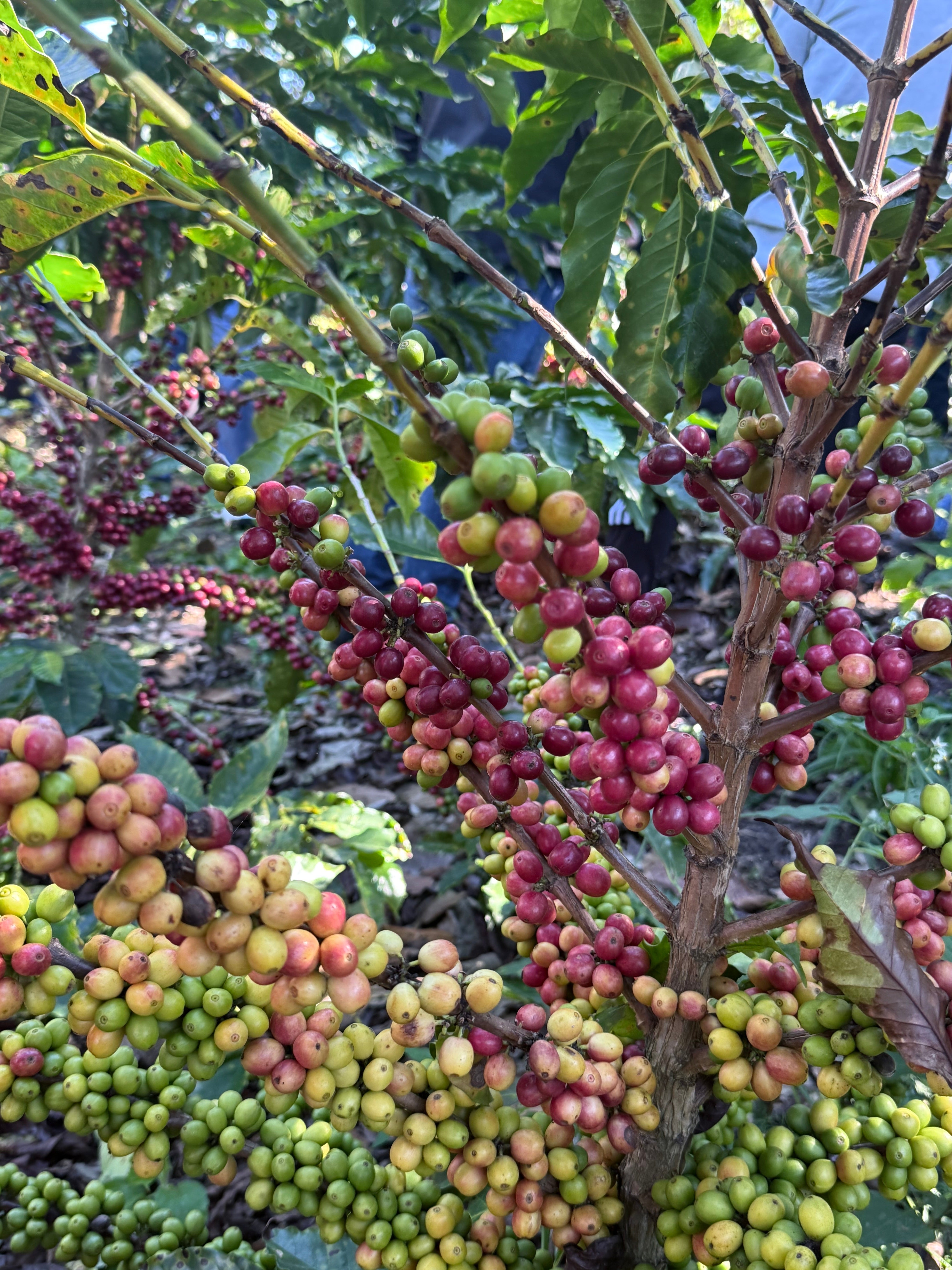 Plantas de café con granos en varios estados de maduración, desde verdes hasta rojos, creciendo en un entorno natural