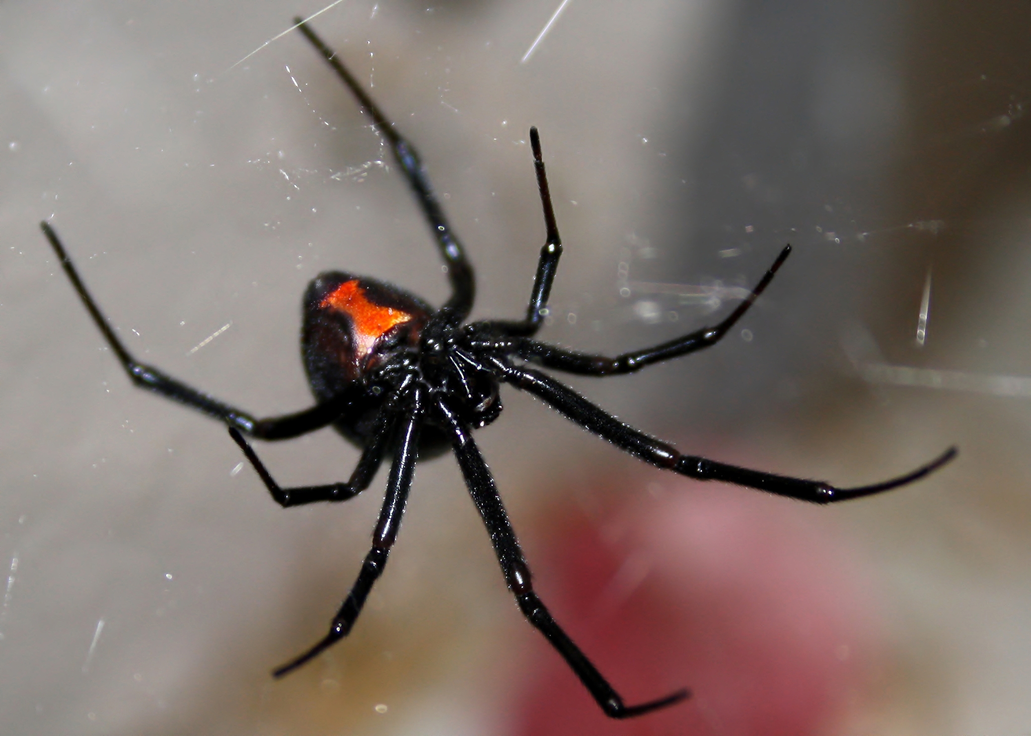 A achromatic  widow spider with an orange-red marking connected  its abdomen sits connected  a web