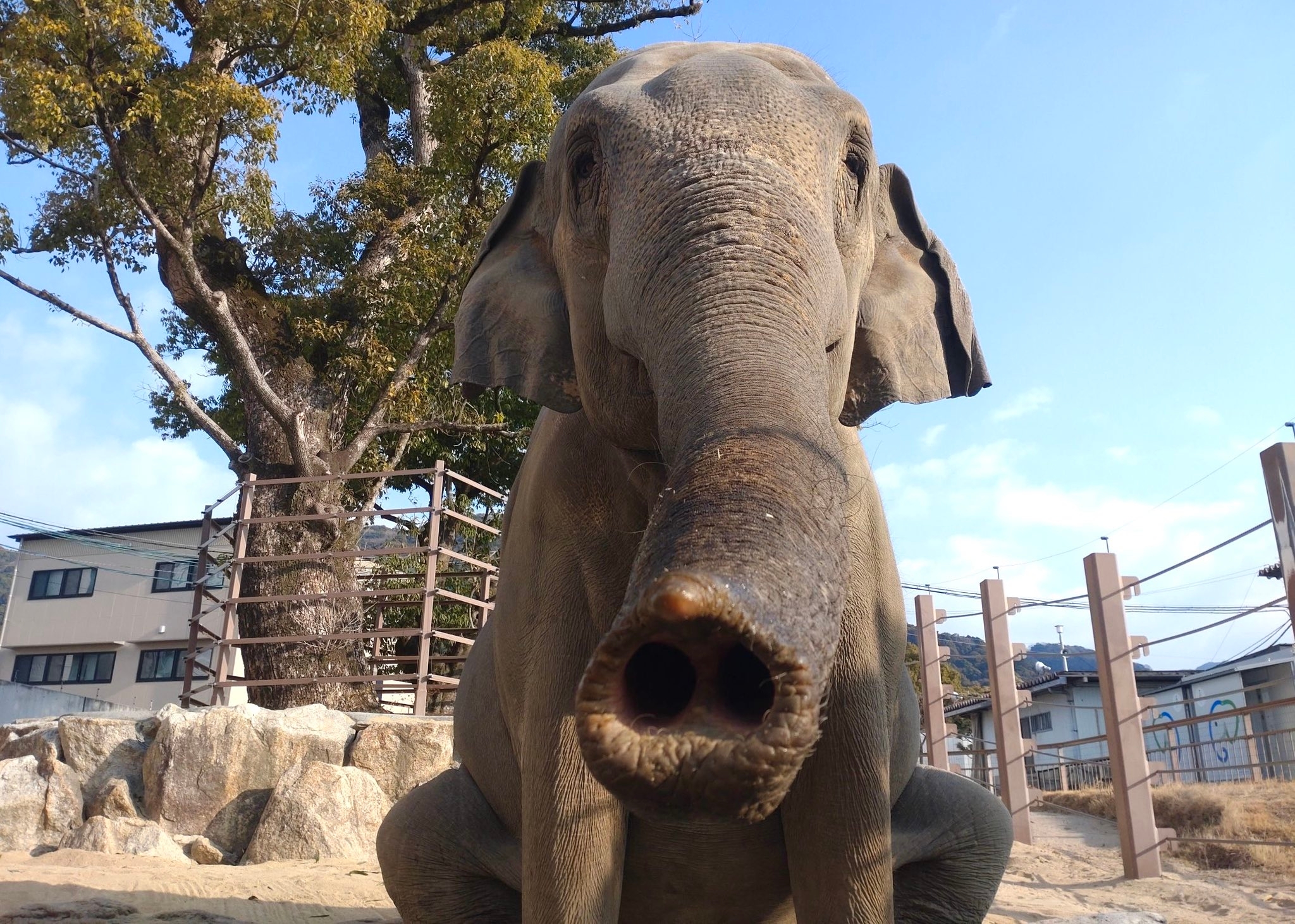 スリランカゾウのミリンダ / 周南市徳山動物園（@TOKUYAMA_ZOO）のXより