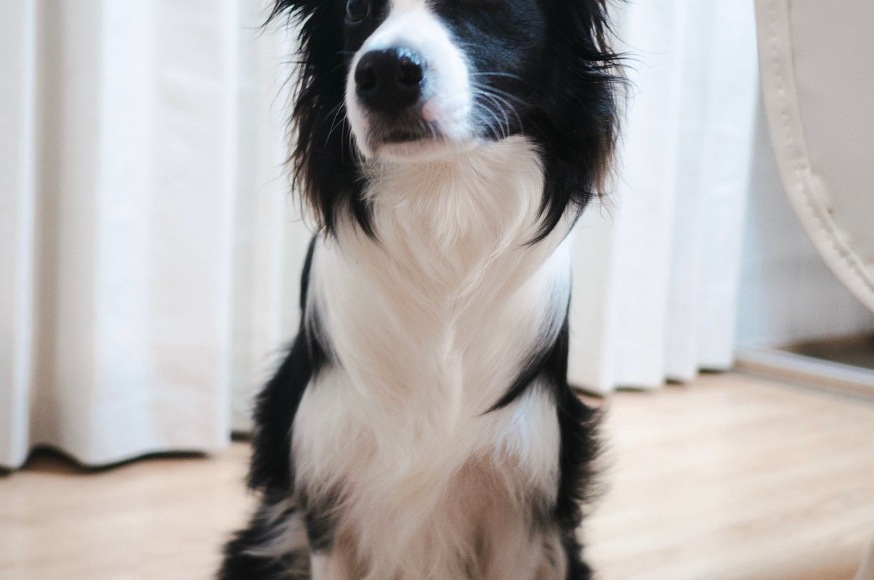 ボーダーコリーのエマちゃん（エマ/Emma?さんのXアカウント）