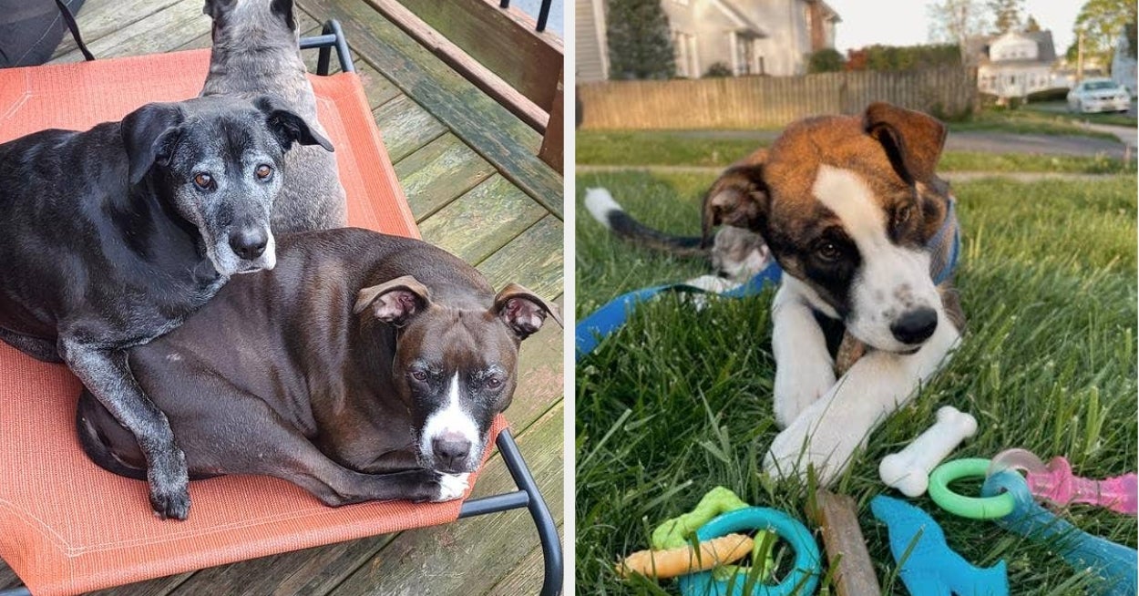 If Your Reason For Existing Is To Make Your Dog Happy, Here Are 29 Things From Chewy To Buy