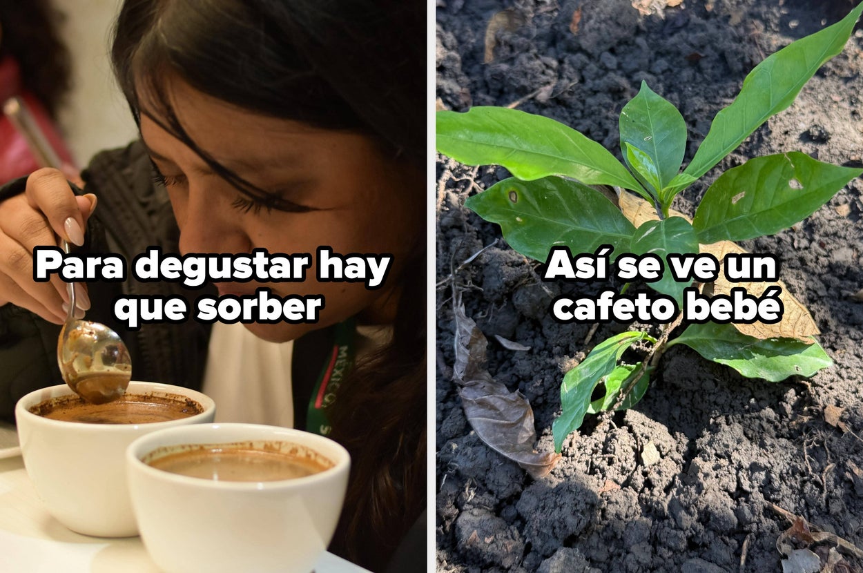 A la izquierda, persona saborea café; a la derecha, plántula de café joven en tierra
