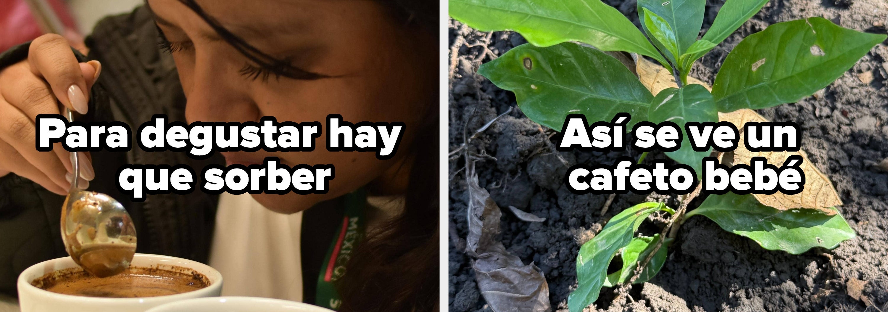 A la izquierda, persona saborea café; a la derecha, plántula de café joven en tierra