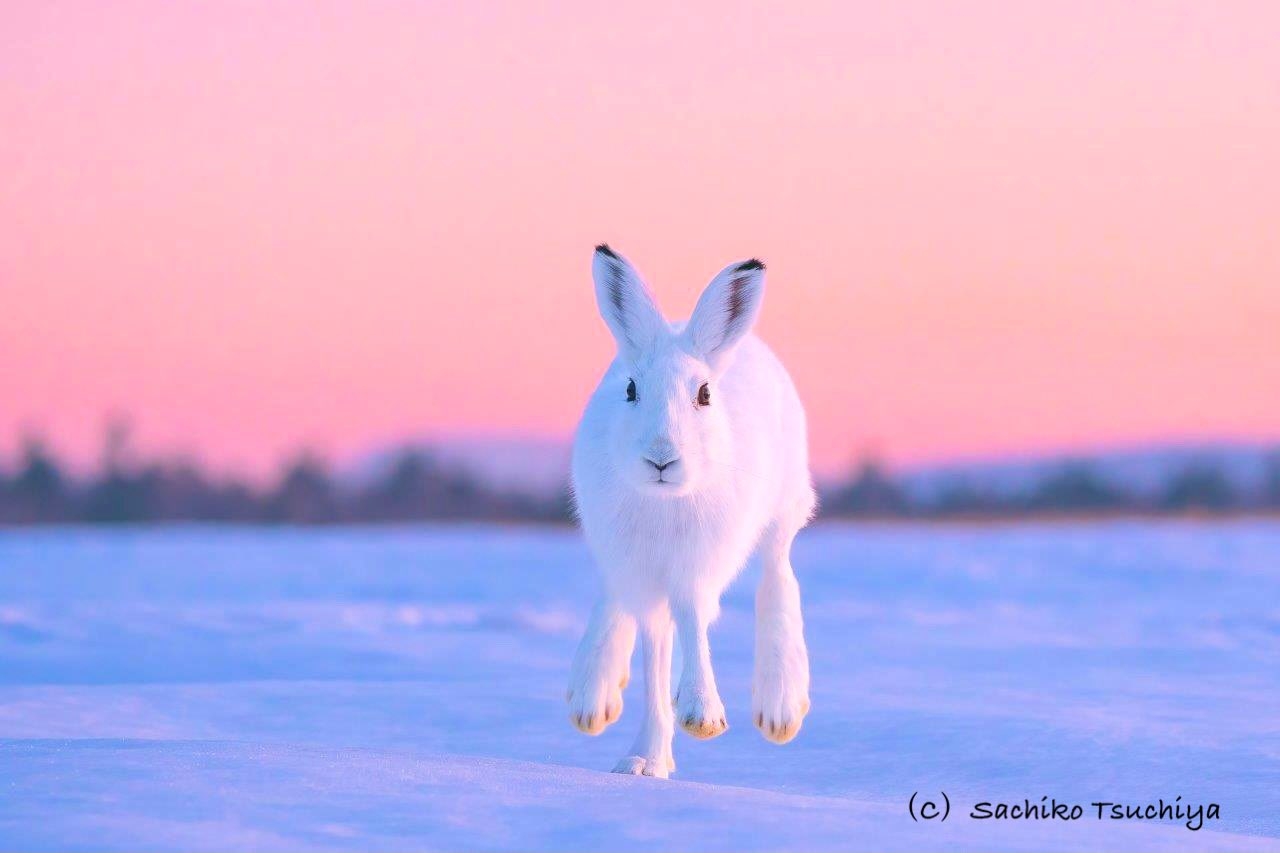 日没寸前の“マジックアワー”に撮影されたエゾユキウサギ（土屋幸子　Sachiko TsuchiyaさんのXアカウントより）