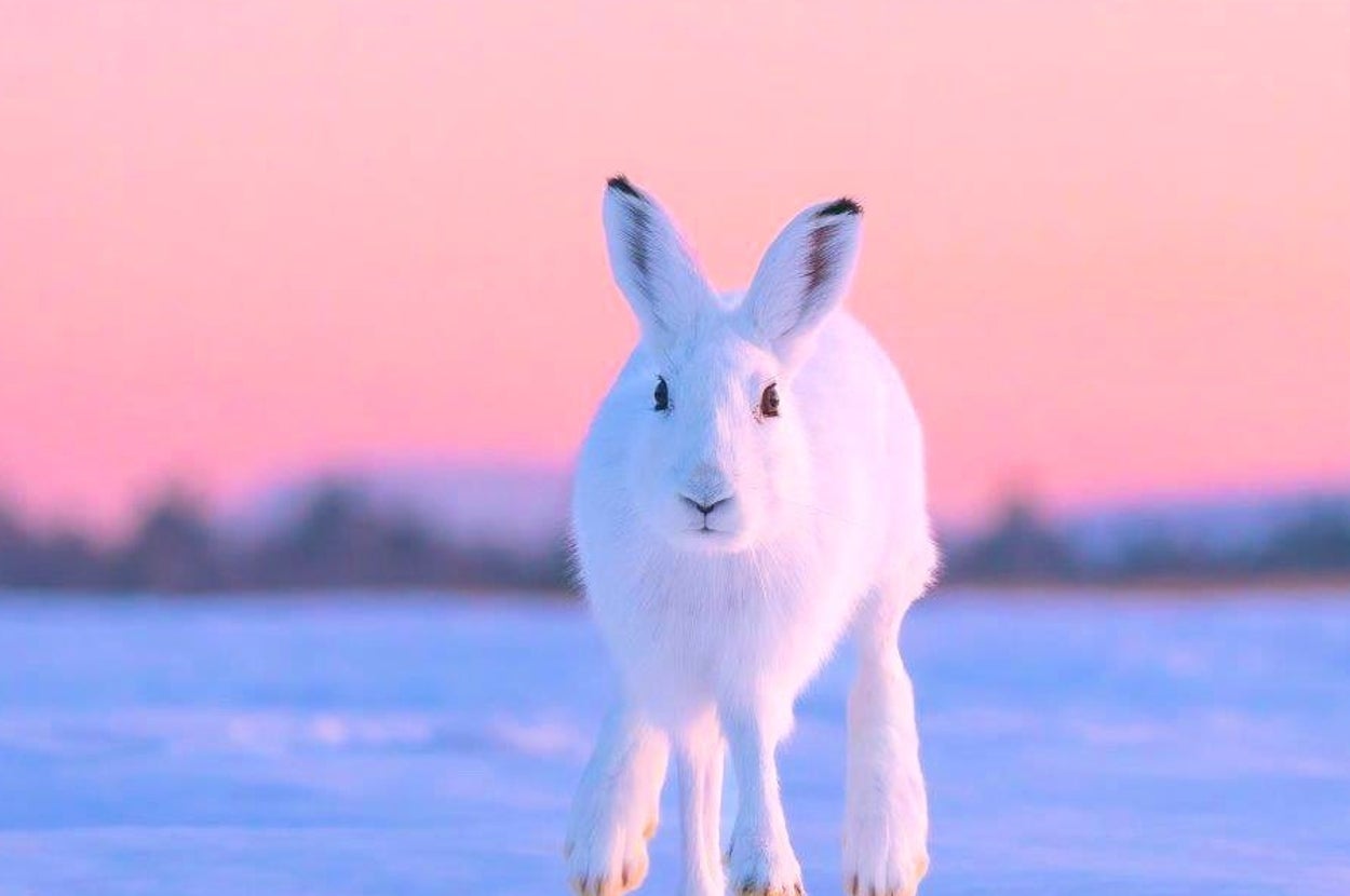日没寸前の“マジックアワー”に撮影されたエゾユキウサギ（土屋幸子　Sachiko TsuchiyaさんのXアカウントより）