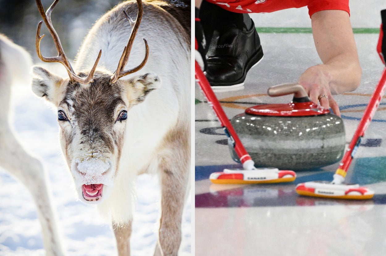 Which Winter Olympic Sport Should You Try? Pick Some Winter Animals To Find Out
