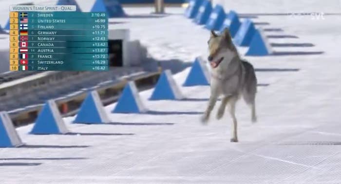 A wolf walks crossed  a snowy cross-country skis  way   adjacent  to a leaderboard for the Women's Team Sprint Qualifiers