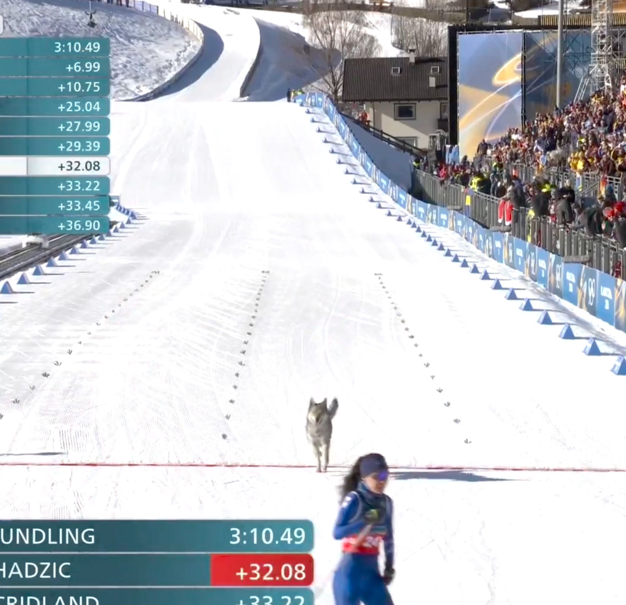 Cross-country skier finishes contention with a canine moving alongside connected the snowy course. Spectators enactment the path