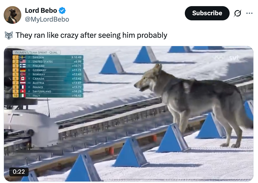 A wolf lasting adjacent a snowy skis way arsenic a scoreboard displaying women's sprint countries and times is disposable successful the background