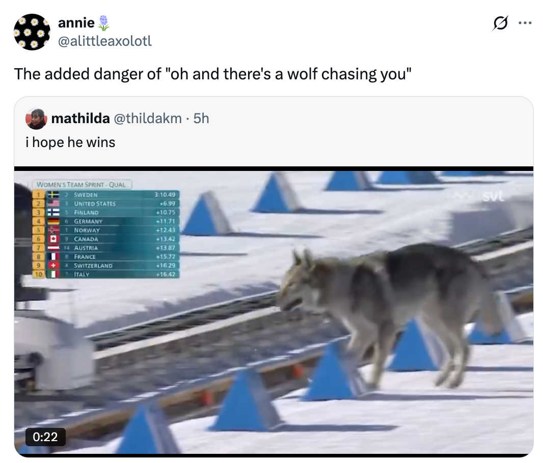 Wolf moving crossed a snowy tract during a skis event, with humorous substance overlay astir the unexpected beingness of a wolf